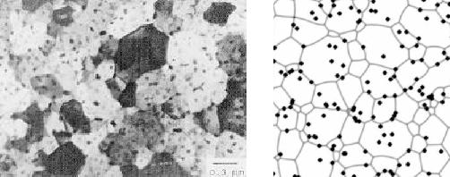 Left: In-situ TEM image of a grain structure pinnend by CuAl2 precipitates in an
Al alloy film (Longworth and Thompson 1991). Right:  Image from a 3D
simulation of grain growth in a thin film, assuming the same number,
size and initial distribution of the precipitates and the 
same film thickness as for the Al alloy
film on the left. The section is taken through the middle of the film.